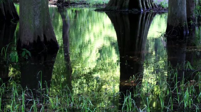 水没林の映り込み