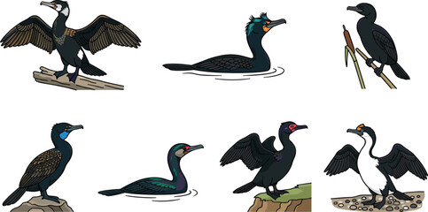 Fototapeta premium Cormorants in Various Poses and Colors Standing on Rocks and Perched on Branches Featuring Cormorant, Bird