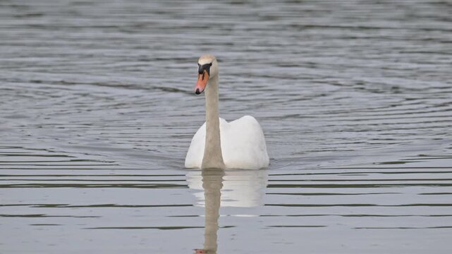 mute swan (Cygnus olor) bird swimming