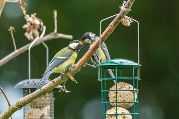 Great Tit Feeding Fledgling Chick on Branch Next to Bird Feeder © LeonHansenPhoto