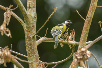 Great Tit Feeding Fledgling Chick on Branch Next to Bird Feeder © LeonHansenPhoto