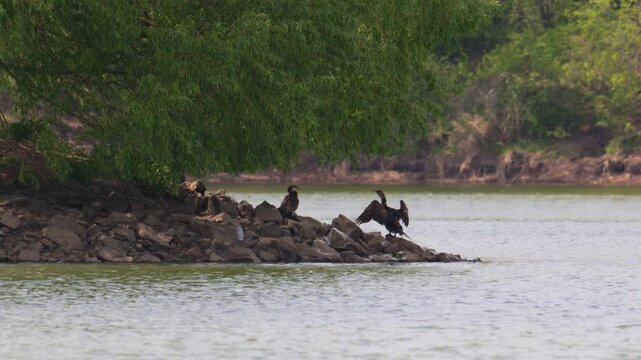 cormorant drying its wings in the sun