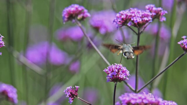 hummingbird hawk-moth (Macroglossum stellatarum) flying around and pollinating flowers in slow motion