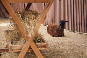 Fototapeta premium Llama resting in a farm enclosure near a wooden hay feeder. Calm animal sitting on sand in a petting zoo. Rustic livestock lifestyle, rural agriculture and wildlife nature concept.