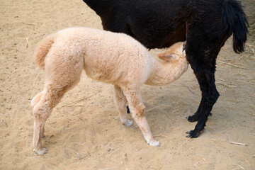 Fototapeta premium Baby alpaca nursing from mother alpaca on farmland. Young cria drinking milk from black adult llama. Concept of animal motherhood, nurture, livestock growth and rural farm life.