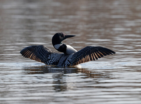 Common loon stretches its wings on calm water