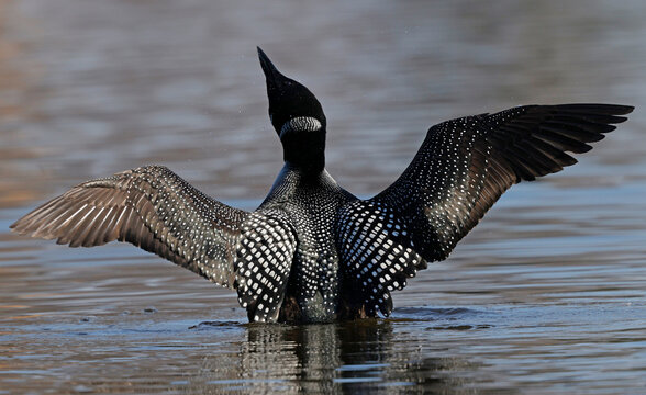 Common loon flapping its beautiful spotted wings