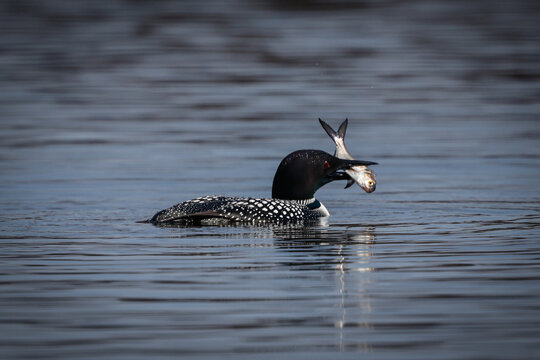 A common loon swims with a fresh fish catch
