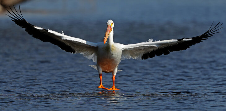 American white pelican lands on water with wings spread