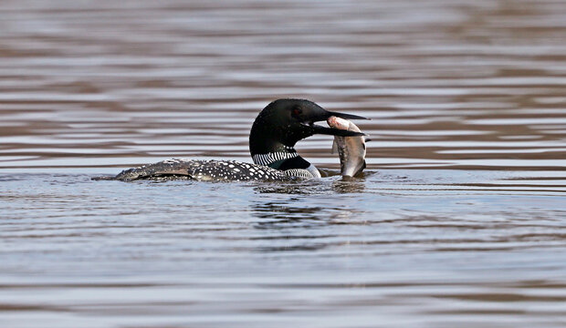 Common loon holding a freshly caught fish