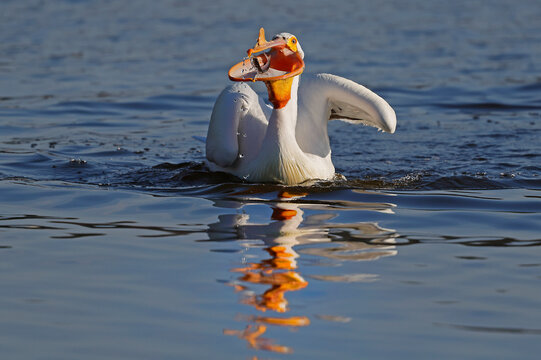 An american white pelican eats a fish