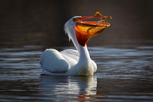 White pelican with a glowing pouch eats a fish