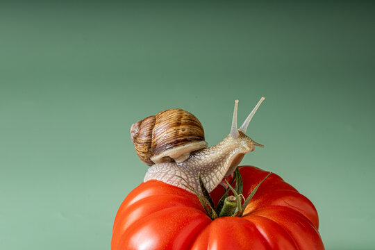 Snail crawling on ripe tomato. natural food metaphor.