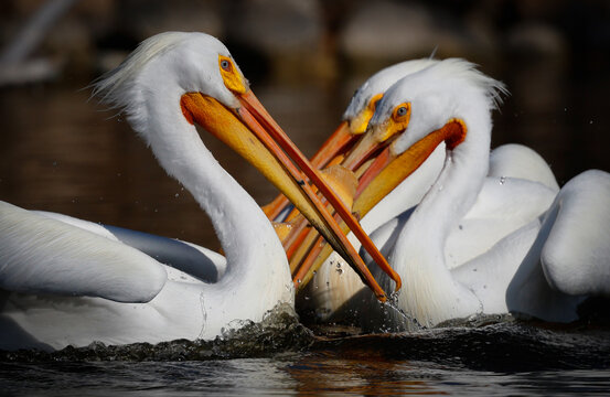 A group of white pelicans squabbling together