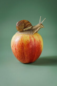 Garden snail crawling on apple. Slow food diet and detox concept.