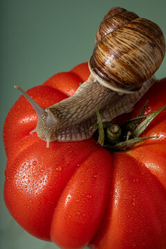Close up of snail on water dropped tomato.