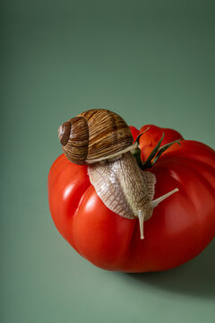 Garden snail slowly crawls across a red tomato
