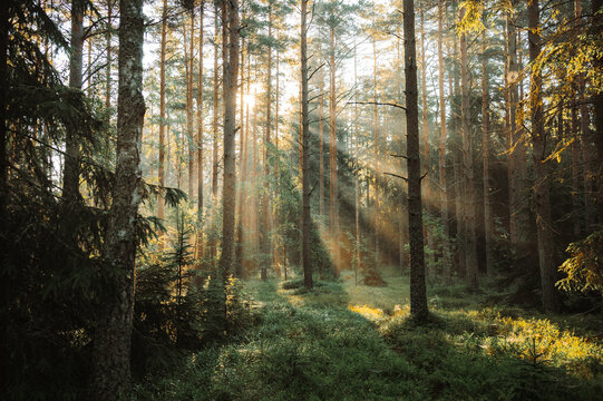 Golden sun rays shining through a pine forest