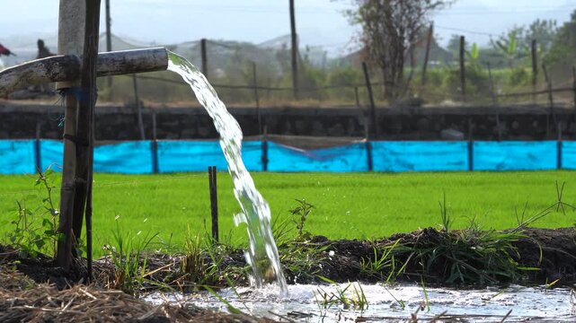 Water flows from a PVC pipe, pumping groundwater to irrigate a vibrant green rice paddy field, showing agricultural technology in a rural Southeast Asian farm landscape with a focus on splash.
