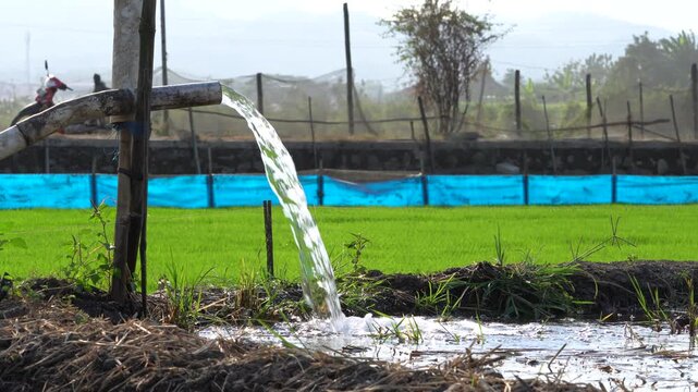 Water flows from a PVC pipe, pumping groundwater to irrigate a vibrant green rice paddy field, showing agricultural technology in a rural Southeast Asian farm landscape with a focus on splash.