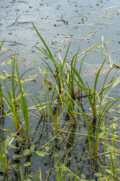 A high-angle view of unbranched bur-reed (Sparganium emersum) aquatic plants with spiky green seed heads and long ribbon-like leaves growing in a shallow, calm pond.