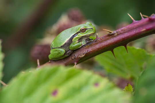 European Tree Frog Resting on Thorny Bramble Stem
