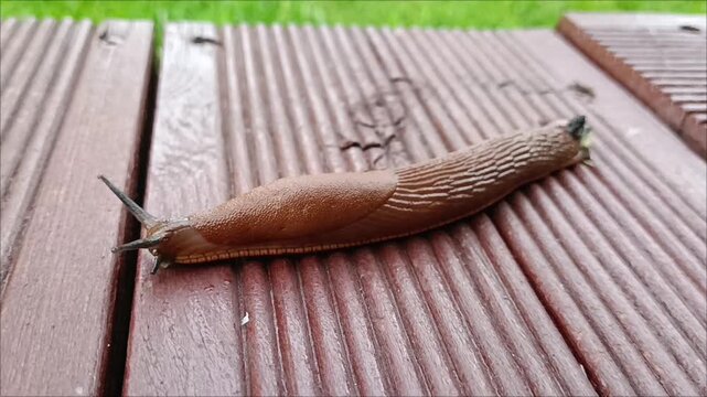 Brown Spanish slug crawling across composite terrace decking boards. Garden pest control and outdoor deck protection concept.