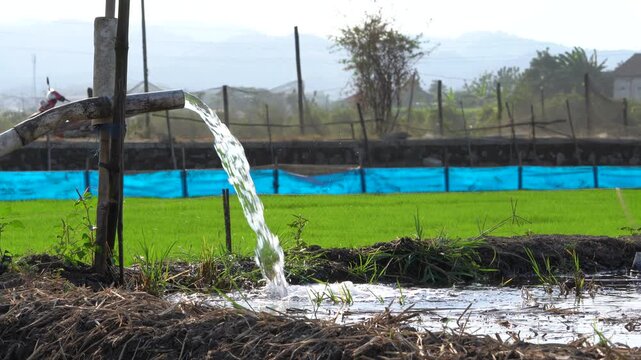 Water flows from a PVC pipe, pumping groundwater to irrigate a vibrant green rice paddy field, showing agricultural technology in a rural Southeast Asian farm landscape with a focus on splash.