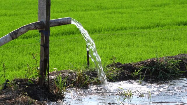 Water flows from a PVC pipe, pumping groundwater to irrigate a vibrant green rice paddy field, showing agricultural technology in a rural Southeast Asian farm landscape with a focus on splash.