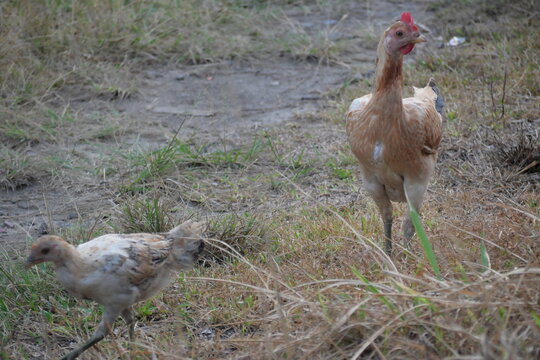 Free-range village chicken roaming naturally, showcasing traditional farming, rustic countryside life, biodiversity, and healthy livestock practices.