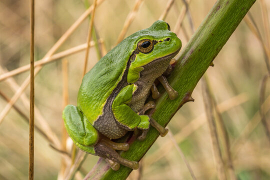 European Tree Frog Resting on Thorny Bramble Stem