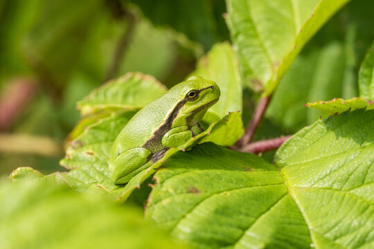 European Tree Frog Sitting on Textured Green Leaf