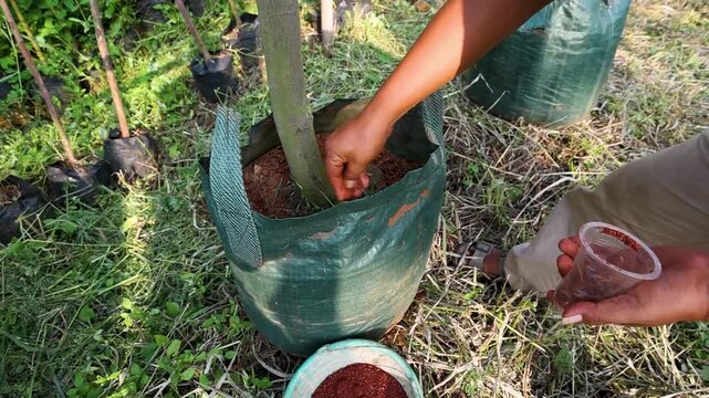 A close-up shot of a farmer's hands adding organic fertilizer or compost to a young tree in a green fabric grow bag at a nursery.