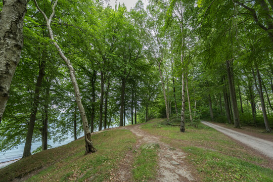 Lush Green Beech Forest Path Along Coastal Shoreline Denmark