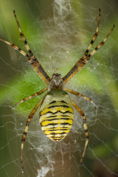 Macro Shot of a Wasp Spider on Web