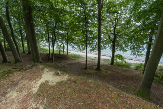 Coastal Beech Forest Overlooking Sandy Beach in Denmark