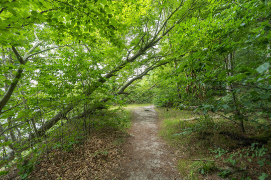 Lush Coastal Forest Path Under Arching Beech Trees