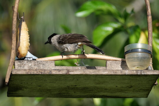 Small bulbul bird perched beside natural food, showcasing wildlife behavior, tropical habitat, and peaceful feeding moments.