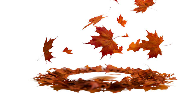 Autumn maple leaves falling and forming a circle