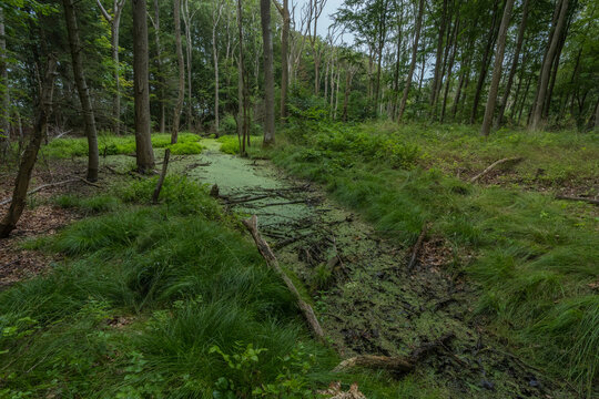 Overgrown Forest Swamp Covered in Green Duckweed and Fallen Branches