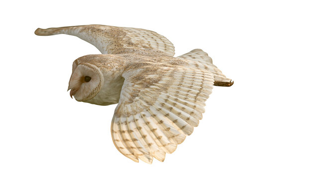 Barn owl in flight with wings spread wide
