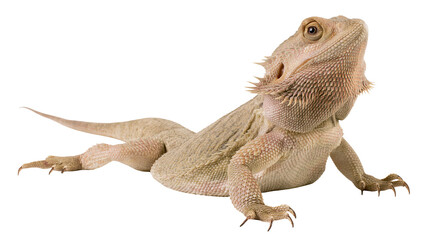 Obraz premium Bearded dragon reptile with spiky scales and claws