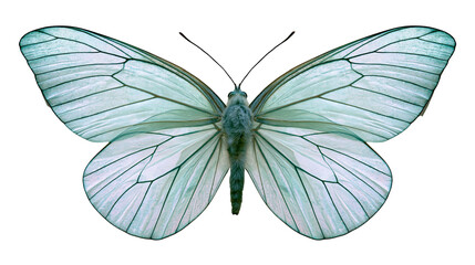Pale green butterfly with dark veins on wings © Otillie