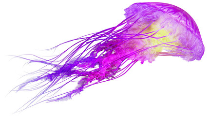 Purple jellyfish with long tentacles floating © Otillie