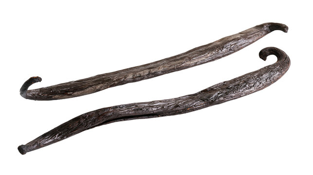 Two dark brown dried vanilla bean pods with curved ends