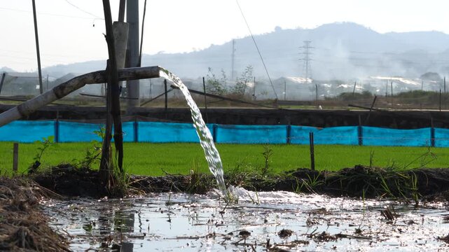 Water flows from a PVC pipe, pumping groundwater to irrigate a vibrant green rice paddy field, showing agricultural technology in a rural Southeast Asian farm landscape with a focus on splash.