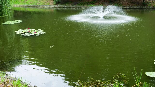 A fixed fountain sprays water on a green pond in a public park. Green lily pads with pink flowers grow near the shore as lush willow branches hang over the calm lake surface.