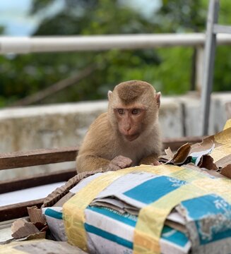 Cute long-tailed macaque monkey sitting near cardboard boxes outdoors in Thailand