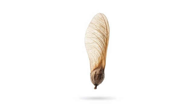 Detailed macro view of a single dried maple tree seed samara floating against white background