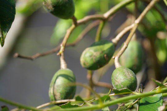 Fresh Spondias dulcis fruit showcasing tropical freshness, crisp texture, vibrant green color, nutrition, and natural beauty.